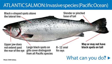 What is the Atlantic fish that looks like a .